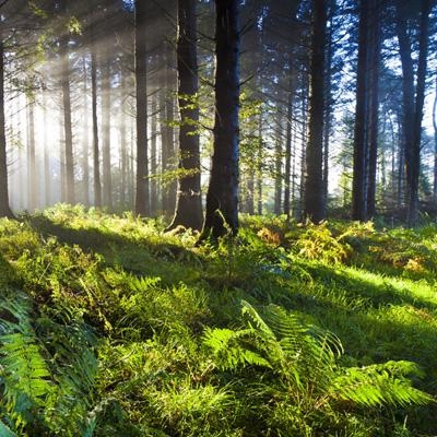 火狐app最新登录